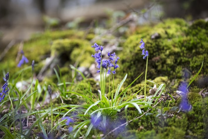 Blue bells flowering in Springtime on a forest floor.jpeg