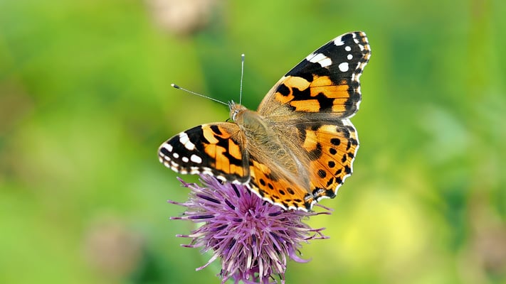 butterfly.jpg