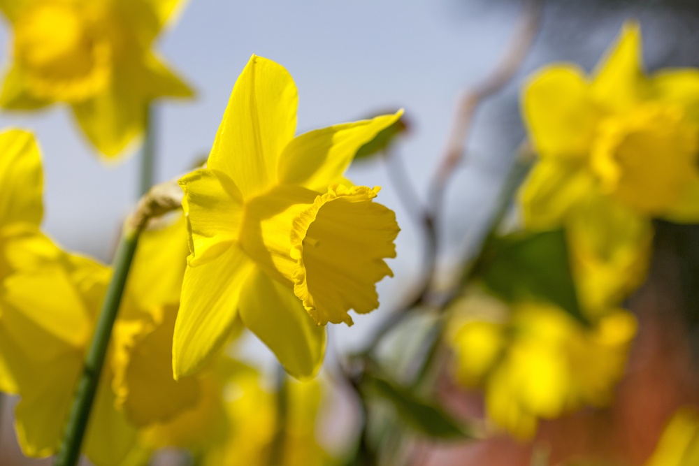 Close up of wild Daffodils growing during Spring
