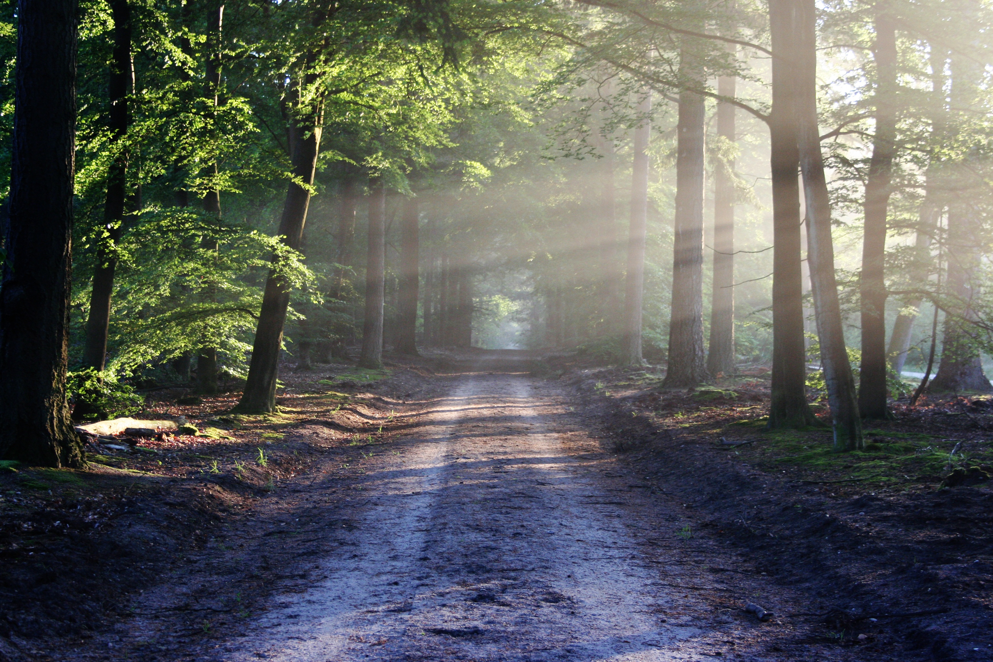 road-sun-rays-path-1.jpg