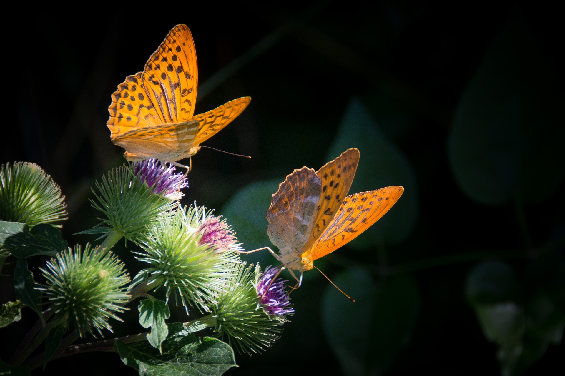 silver-bordered-fritillary-877121_1920.jpg